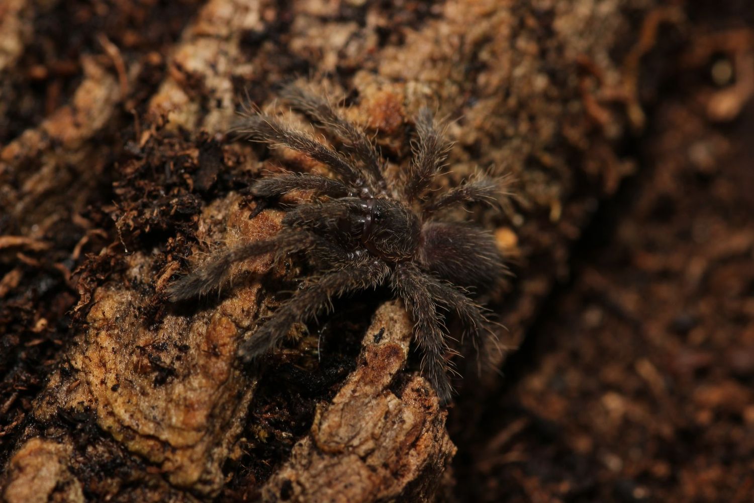 Ornithoctoninae sp Ranong Blue 3/4" Ranong blue earthtiger
