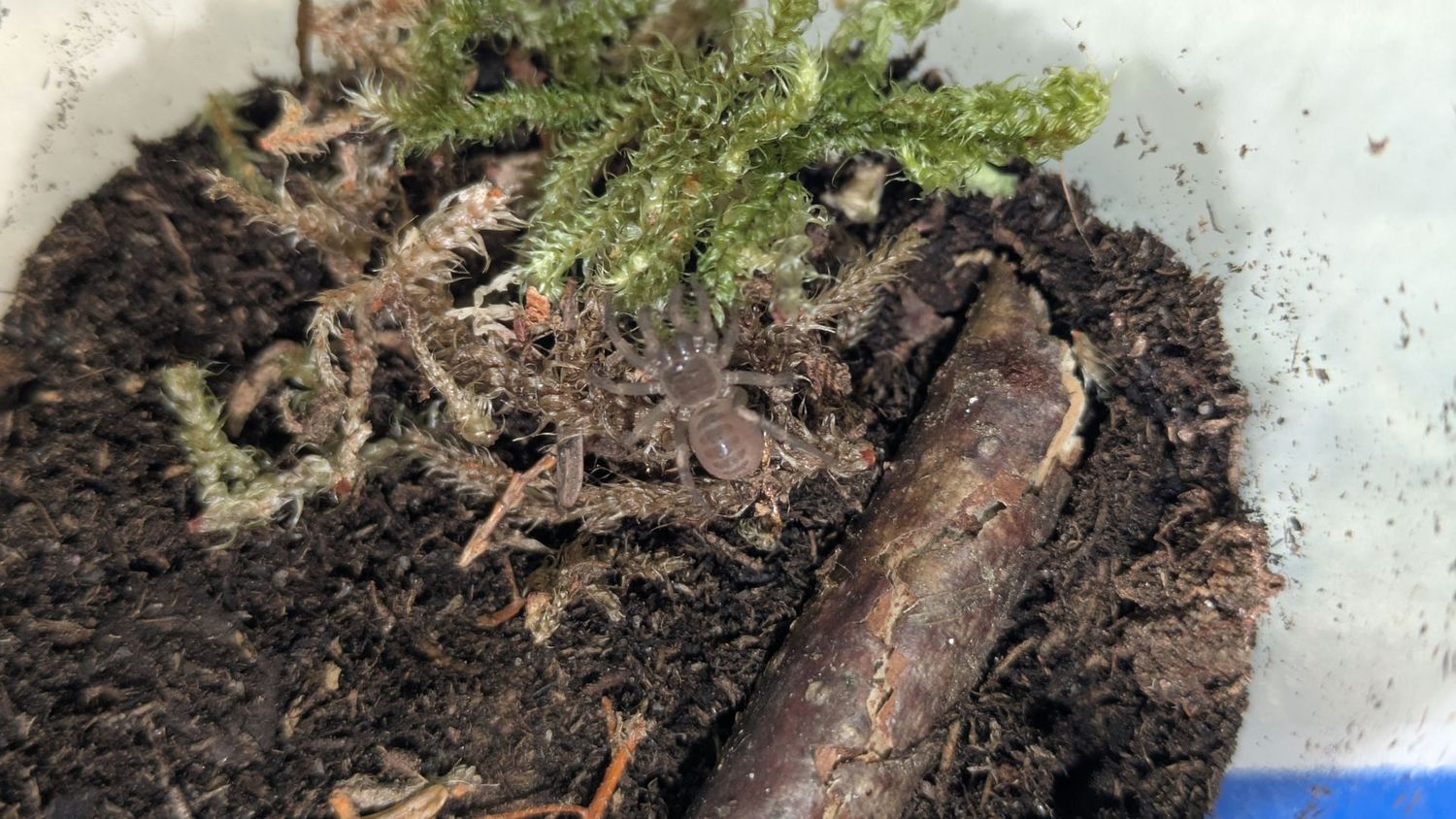 Liphistius sp Red 1/2" Red armored trap door