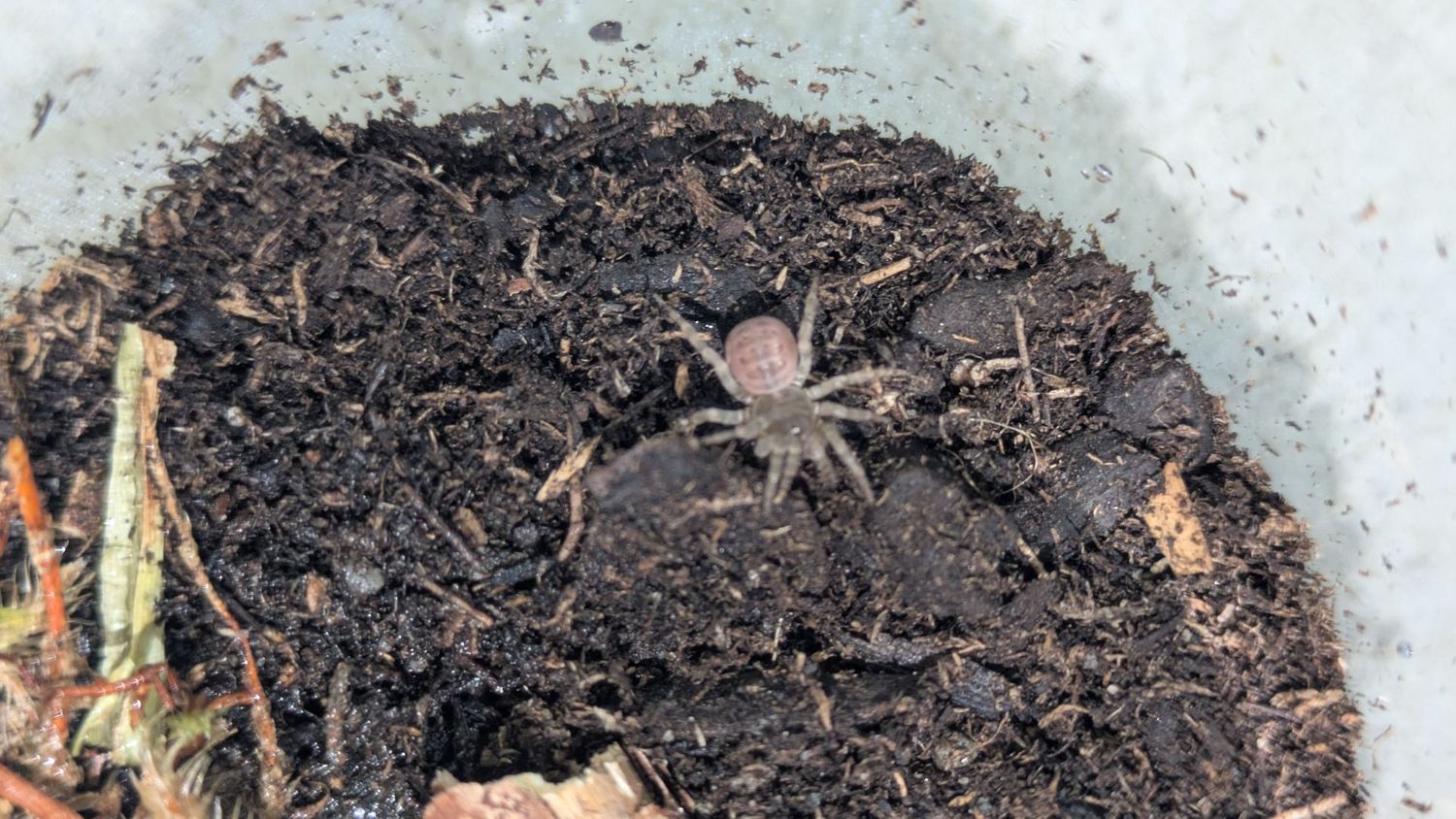 Liphistius jarujini 1/4" Primitive trap door
