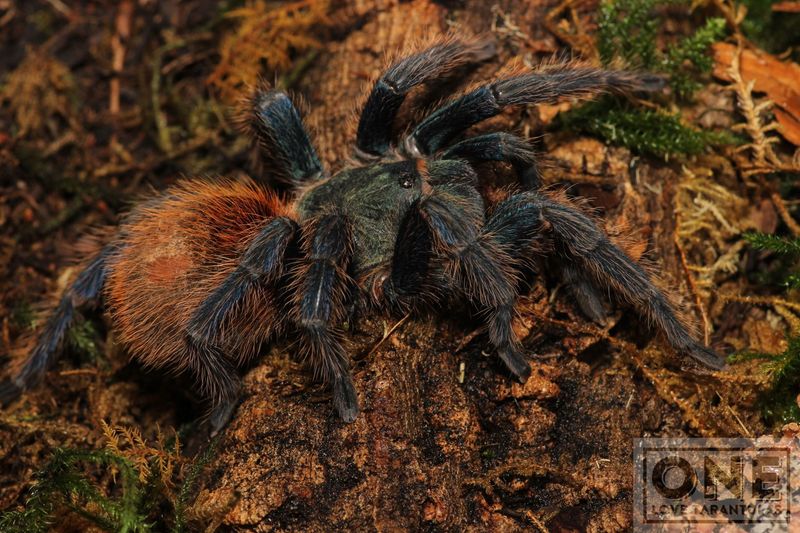 Chromatopelma cyaneopubescens   1" Green bottle blue