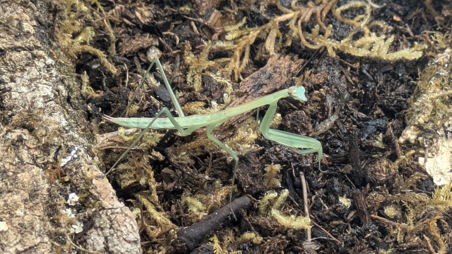 Tenodera sinensis Juvenile Chinese mantis