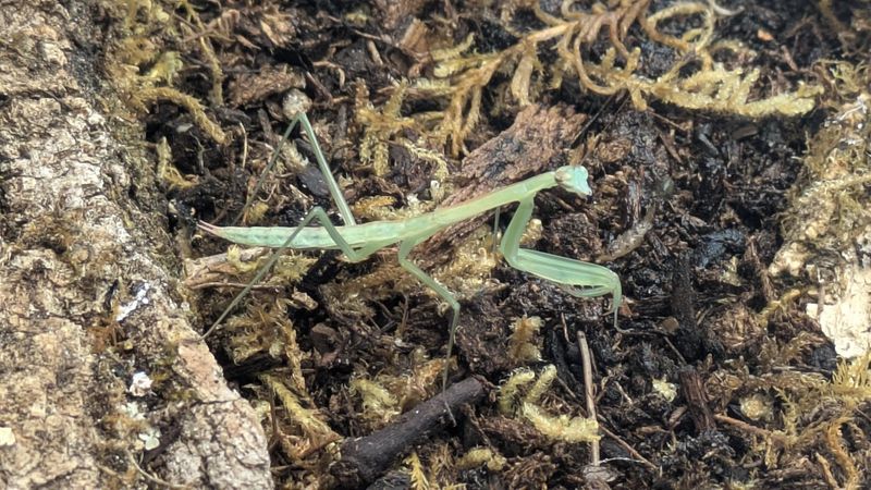 Tenodera sinensis Juvenile Chinese mantis