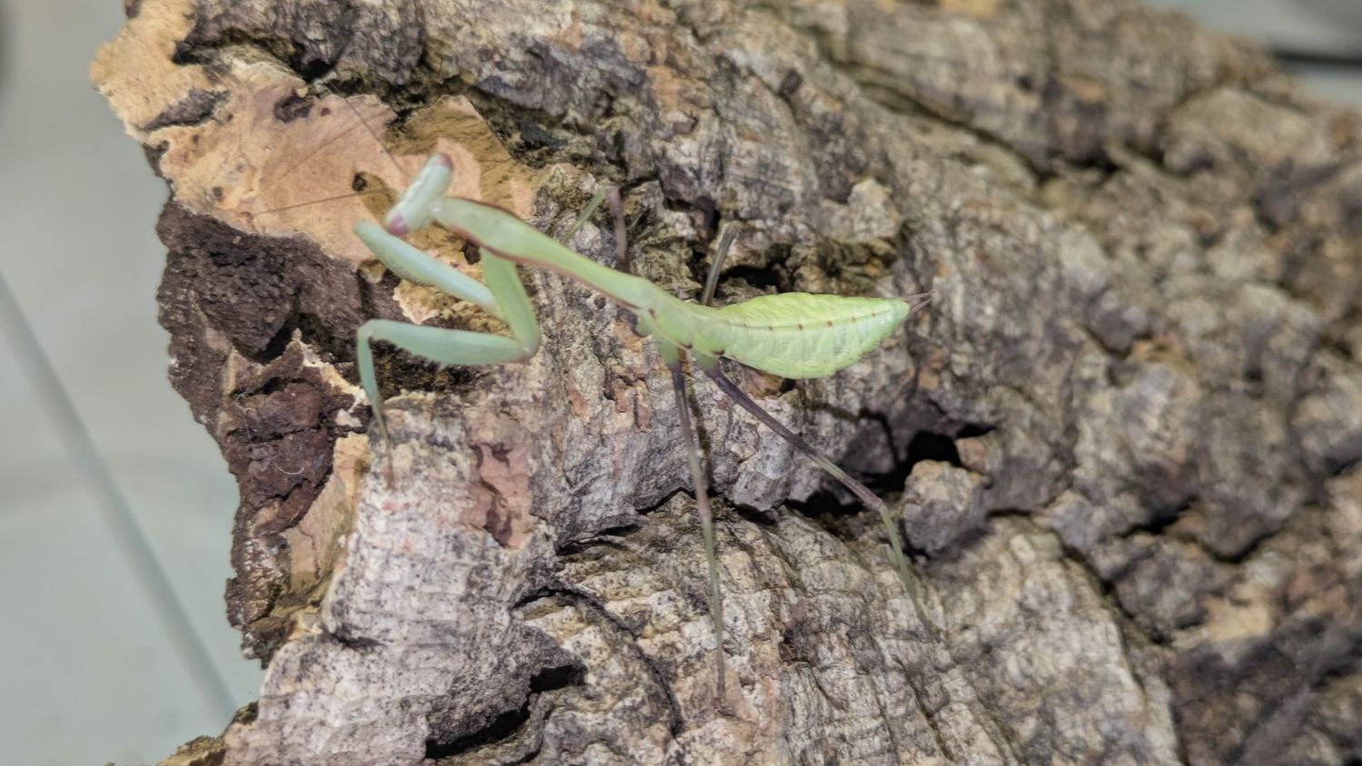 Hierodula patellifera 4-6i Giant Asian mantis