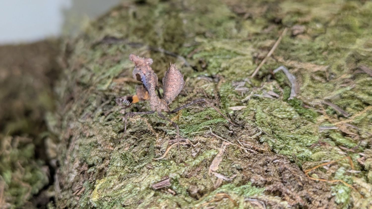 Deroplatys truncata 2-4i Dead leaf mantis