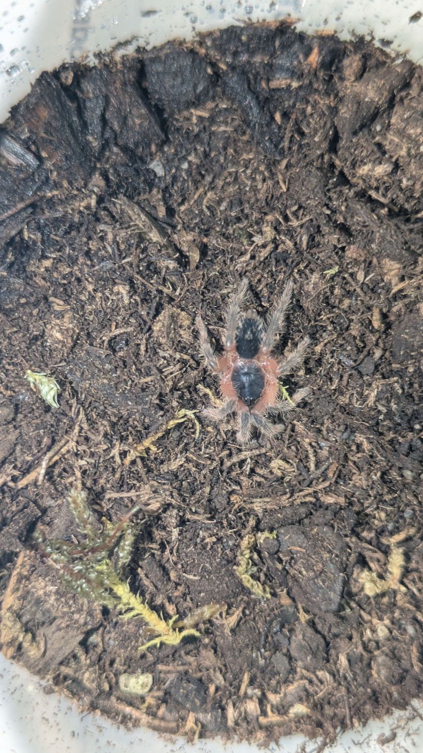 Davus sp Panama 1/2" Lava tarantula