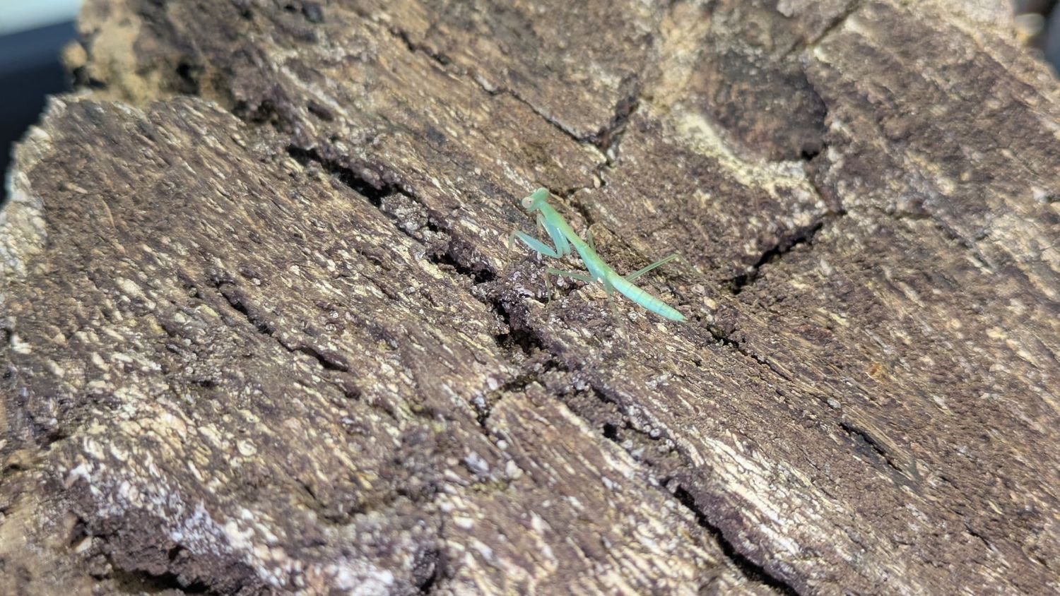 Hierodula venosa 4i Golden arm mantis