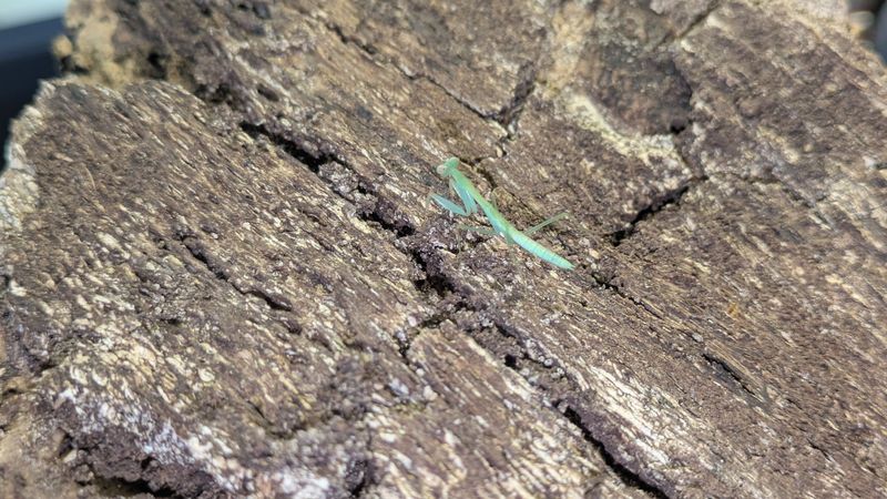 Hierodula venosa 2-4i Golden arm mantis