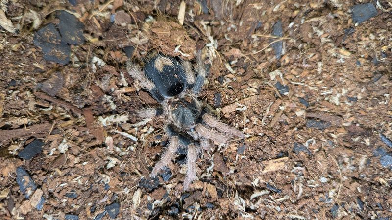 Cyriocosmus aueri 2" Female Peru dwarf red leg