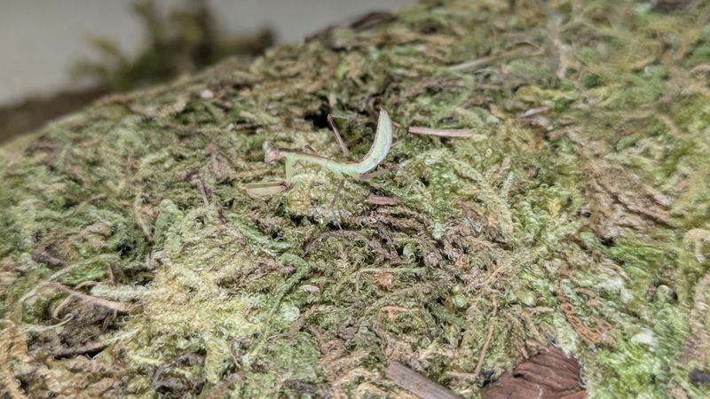 Hierodula patellifera 2-4i Giant Asian mantis