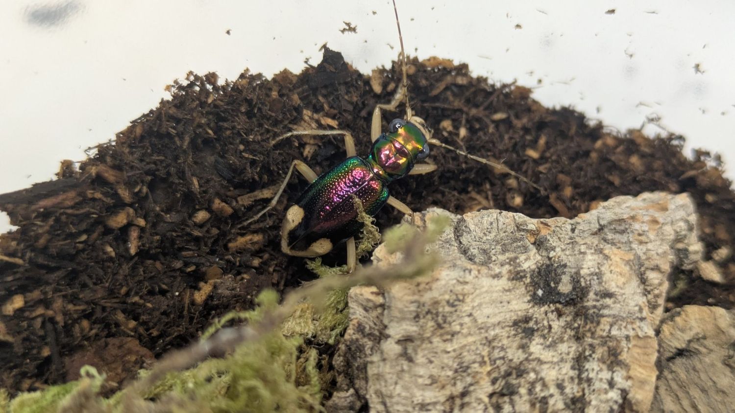 Tetracha carolina Adults / Carolina tiger beetle x3