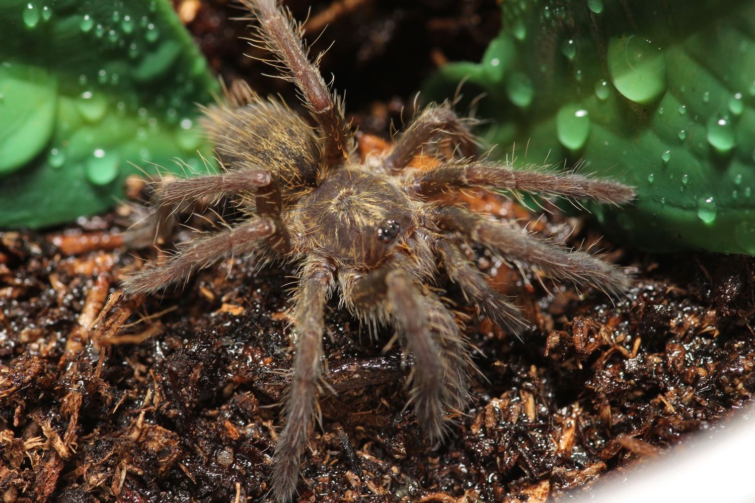 Ceratogyrus darlingi 1/2" Rear Horned Baboon (Freebie Over $100 "Before Shipping")