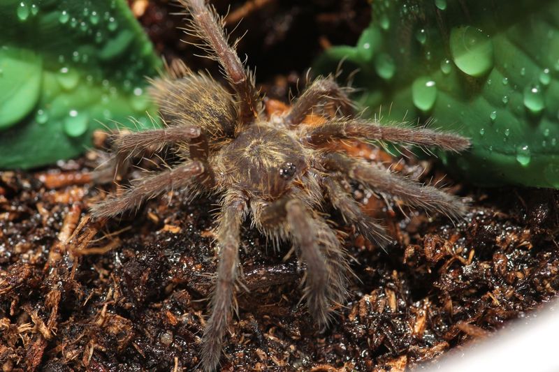 Ceratogyrus darlingi 1/2" Rear Horned Baboon (Freebie Over $100 "Before Shipping")