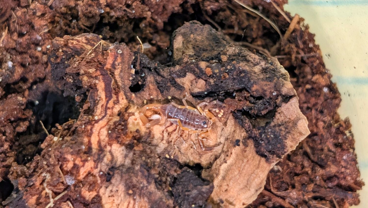 Pseudolychas orchraceus 2-4i Pygmy thicktail scorpion