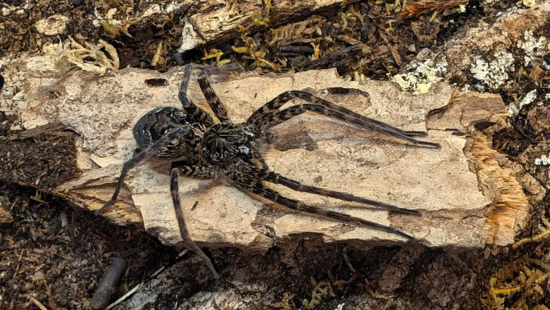 Dolomedes okefinokensis Sub/Adult Okefenokee giant fishing spider