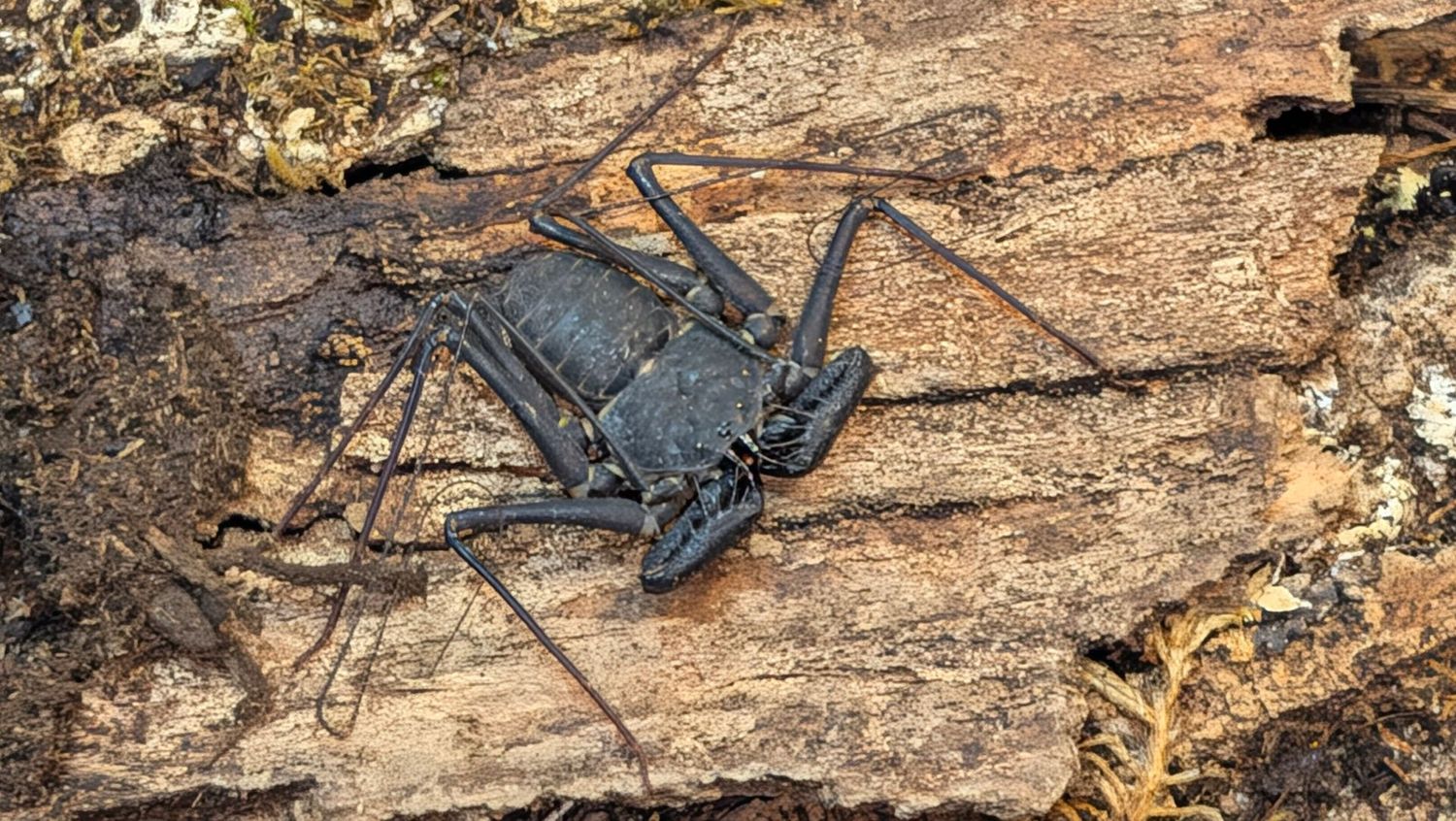 Phrynus maesi Sub/Adult Central American whipspider