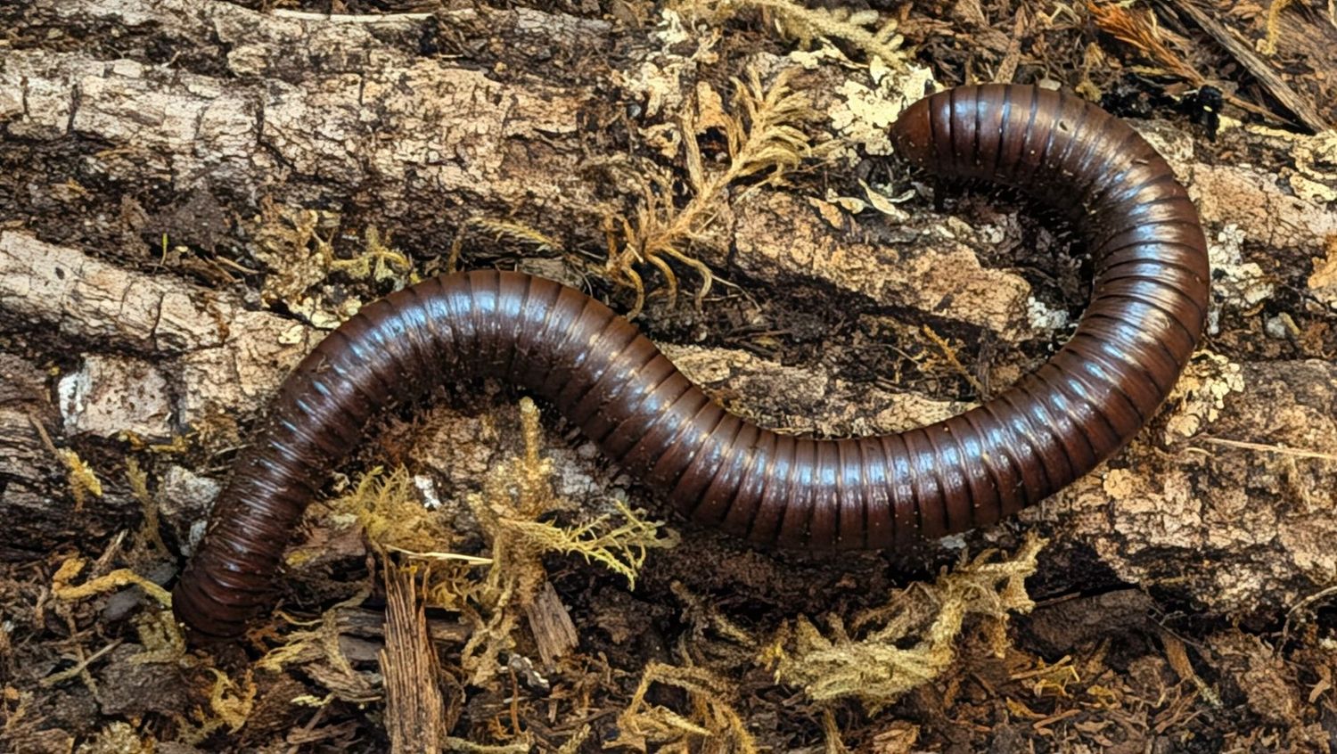 Orthoporus ornatus / Chocolate giant desert millipede