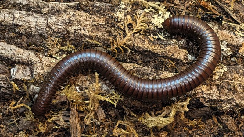 Orthoporus ornatus / Chocolate giant desert millipede