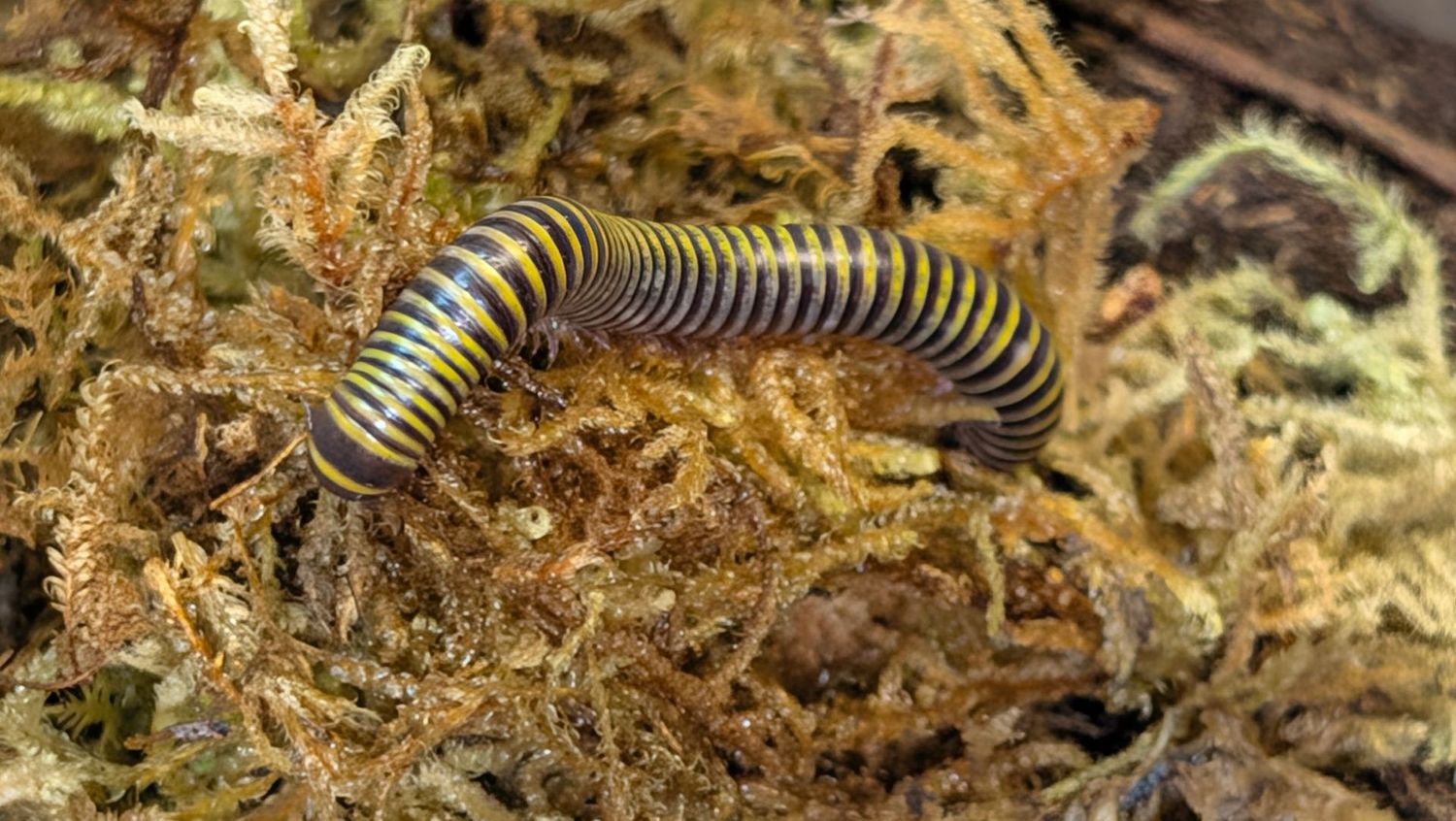 Anadenobolus monilicornis x3 / Jamaican bumble bee millipede