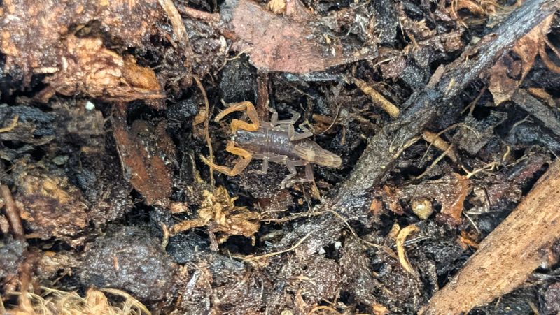 Janalychas tricarinatus 2-4i Three keeled bark scorpion (Freebie over $100 "Before Shipping")