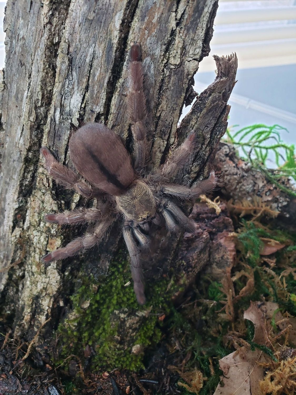 Psalmopoeus langenbucheri 3.5" Female Venezuelan chevron