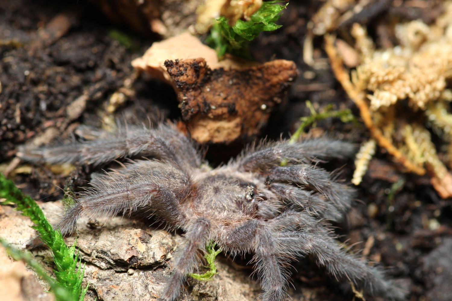 Tapinauchenius rasti 2.5" Caribbean diamond