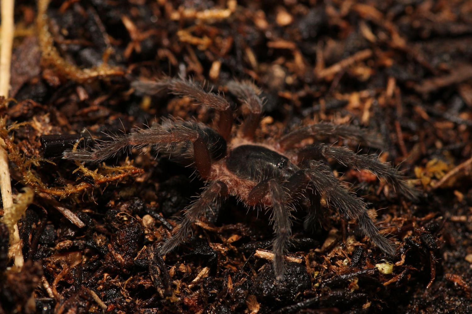 Guyruita cerrado 2" Brazilian Savannah dwarf