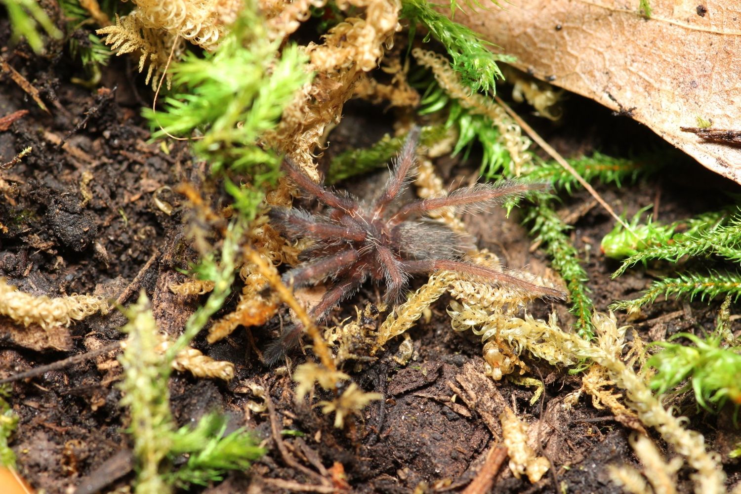 Tapinauchenius violaceus 5" Female Violet tree spider