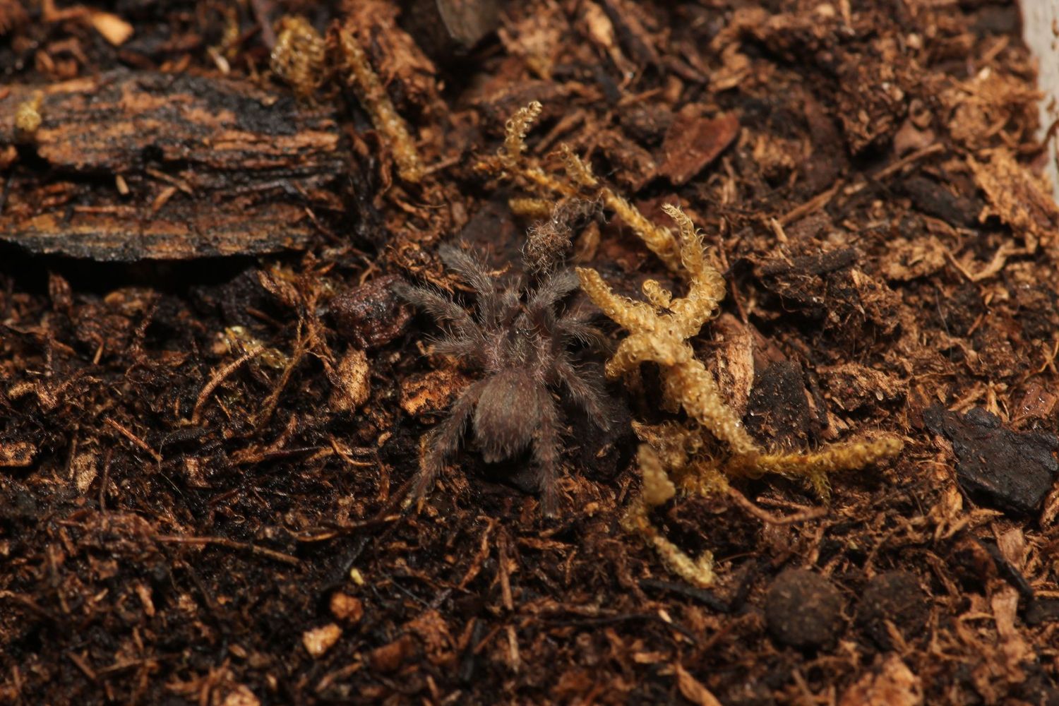 Tapinauchenius sp Casanare 2" Casanare tree spider