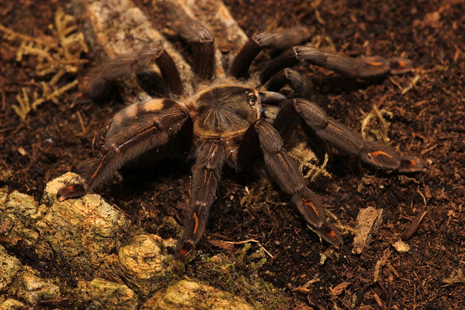 Psalmopoeus irminia 4" Female Venezuelan suntiger