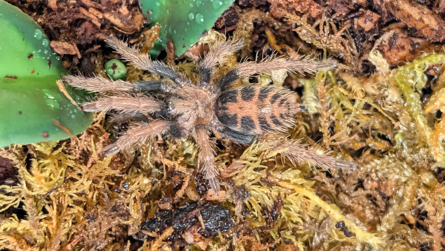 Davus sp mazunte 1" Mazunte Tiger Rump