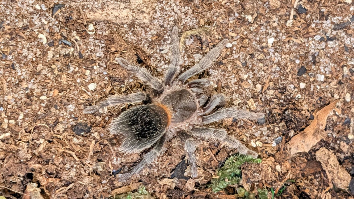 Homoeomma chilense 1.5-2 Juvenile Male Chilean Flame rump