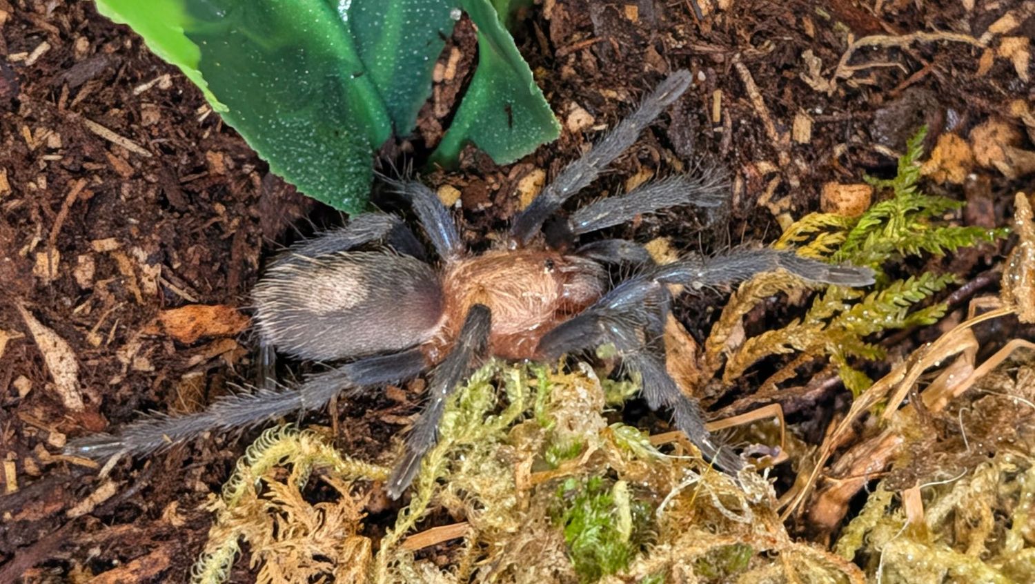 Theraphosinae sp. ‘Blue’ 1.5" Highland Blue Tarantula