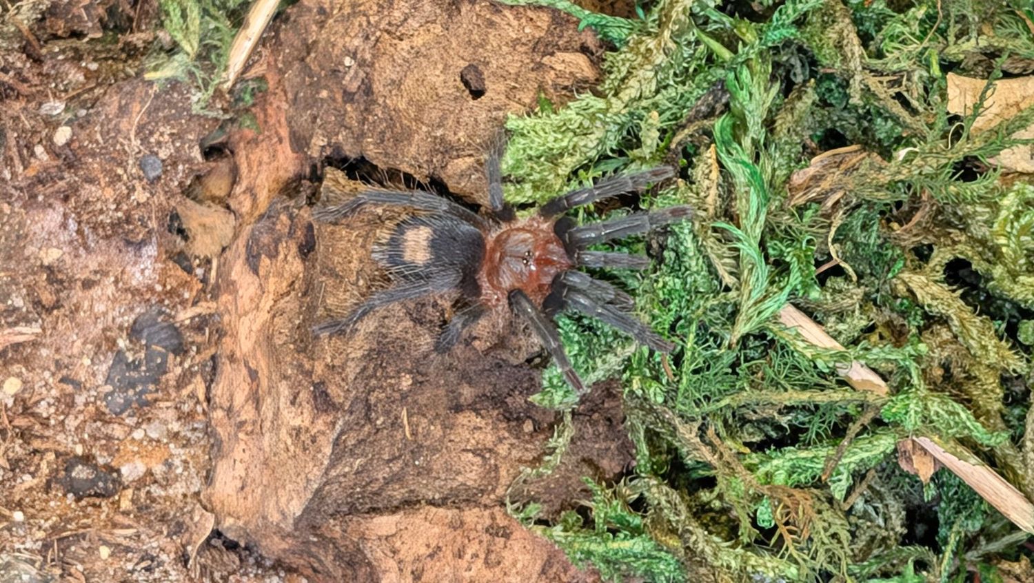 Ewok cyaneolus 1" Cobalt red rump