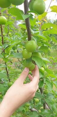 5KG Organic Janarik (SOLD OUT)