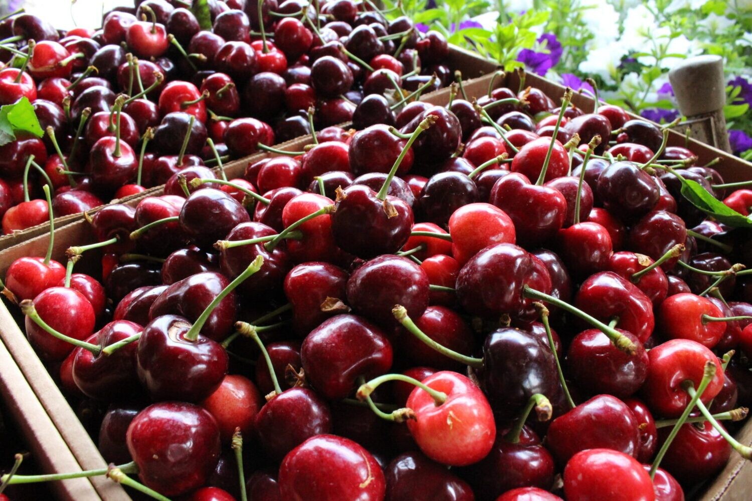 5KG Box Organic Mix Standard Variety Cherries
