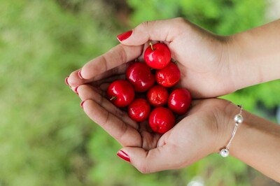 5KG Box Organic Super Premium Cherries XL