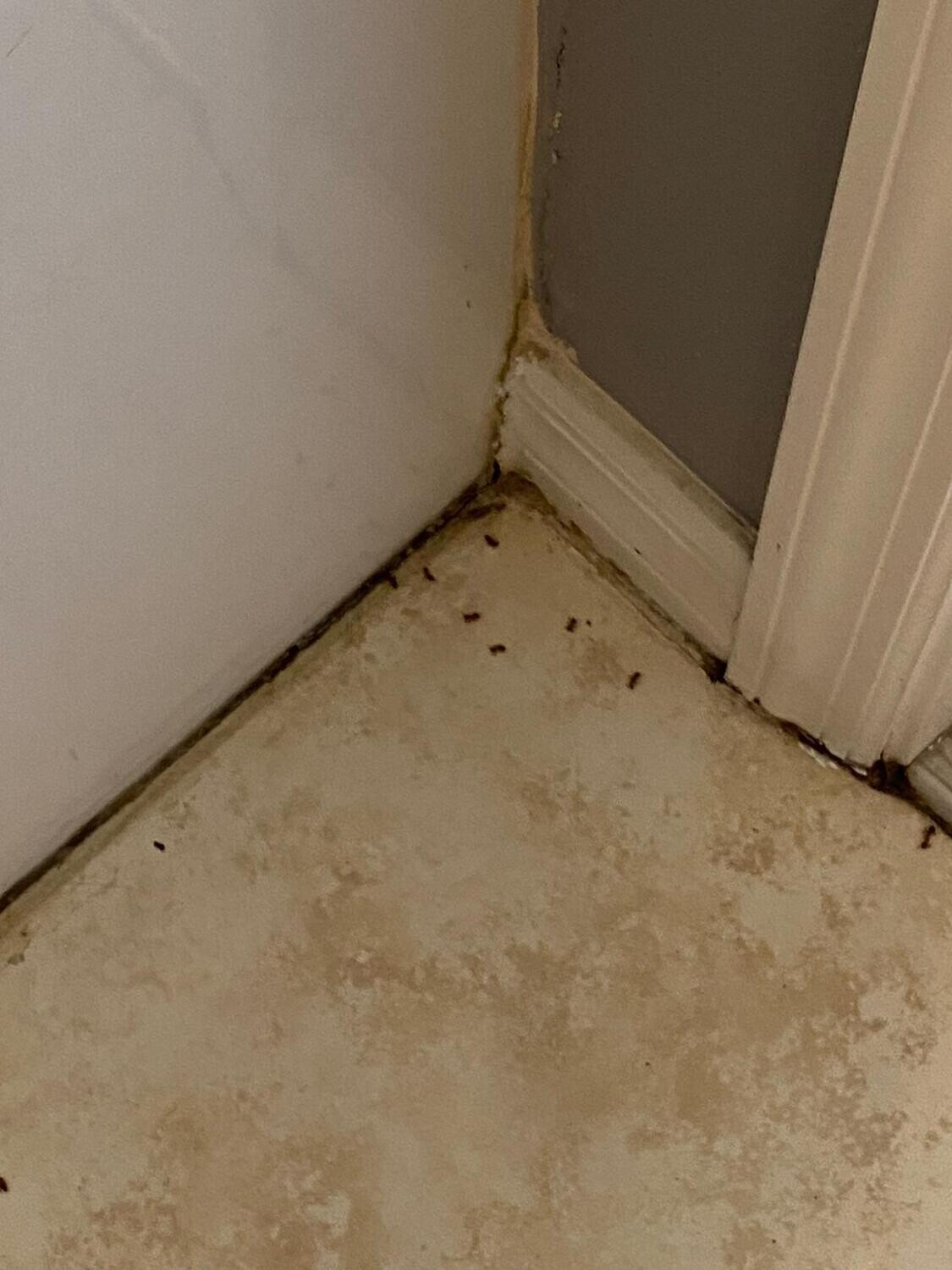 Pictures of the property