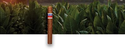 Oliva - Flor de Oliva