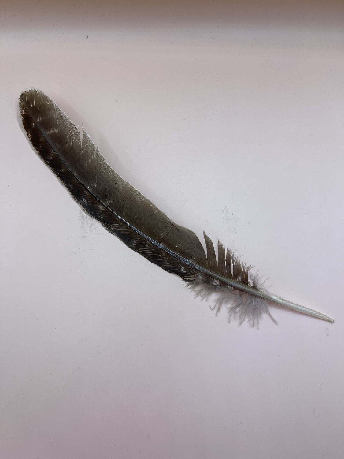 Barred Turkey Feather