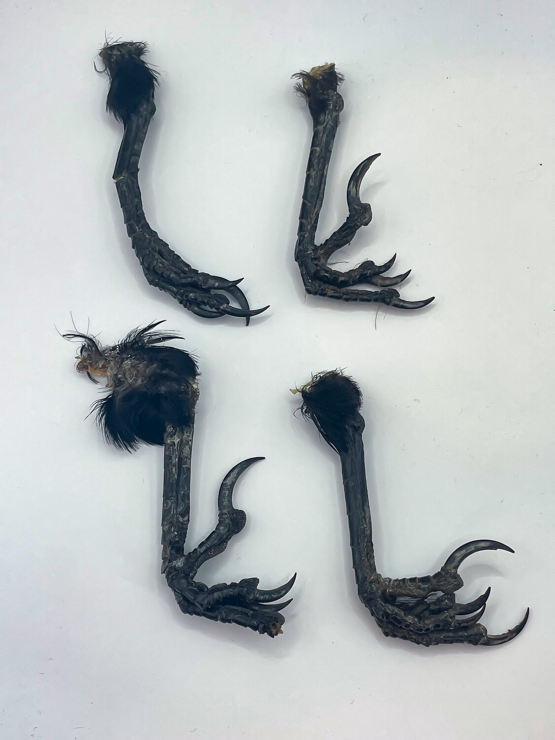 Carion Crow Feet