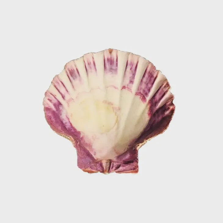 Lion&#39;s Paw Shell
