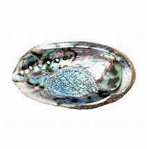 Abalone Shell - 6 to 7&quot;