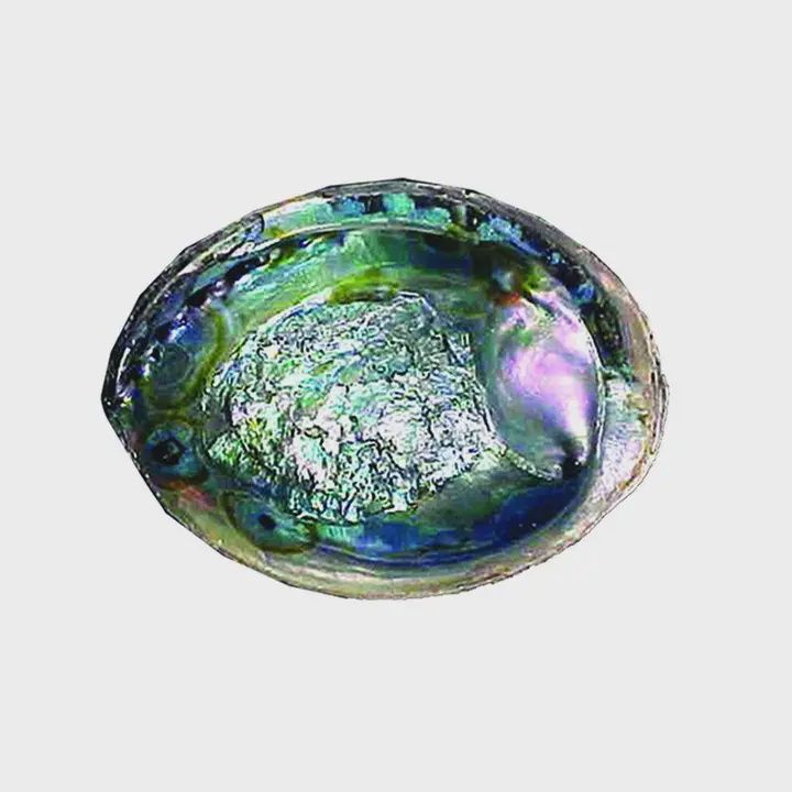 Abalone Shell 5.5&quot;-6&quot;