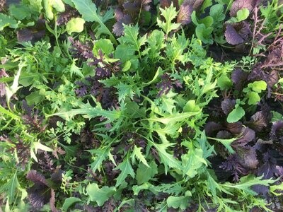 Salade d'hiver "mix asiatique" - EPICURIE