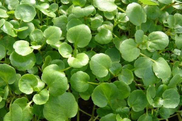 Cresson de jardin - EPICURIE