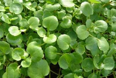 Cresson de jardin - EPICURIE