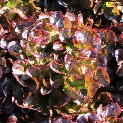 Salade feuille de chêne rouge - EPICURIE
