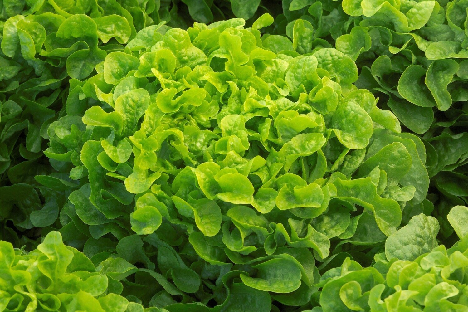 Salade feuille de chêne verte - EPICURIE