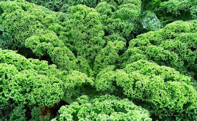 Chou kale - EPICURIE