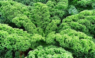 Chou kale - EPICURIE